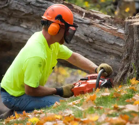 tree services Providence